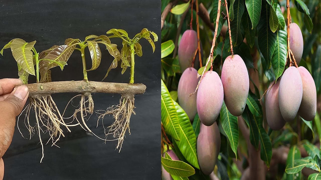Unique techniques to grow mango tree from cutting in sand with 100% Success