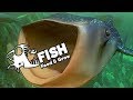 Feed and Grow Fish Gameplay German - Whale Shark ist KRASS !!!