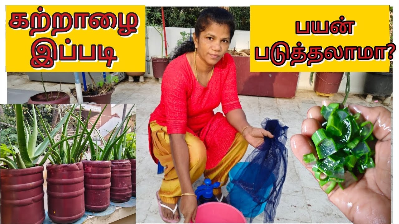கற்றாழை உரம் Home Garden ரகசியம்/Aloe Vera F for plants/Organic Terrace Tips 