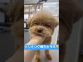 睡魔に負けるトイプードル #shorts #dog #toypoodle #トイプードル