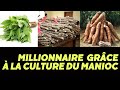 Comment gagner plusieurs millions avec la culture du manioc