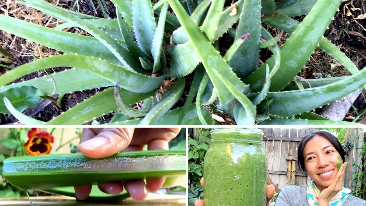 Aloe Vera -- Easy To Grow, Harvest, Use - YouTube