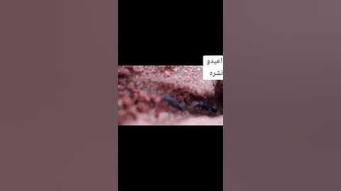 #حياكم الله #ايات من سوره #النمل #تلاوه الشيخ #محمد حسين عامر رحمه الله