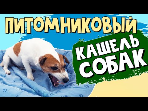 Видео: Признаки щенка