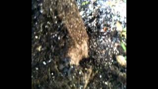 STG #115 Mr.Paka420 Veiwing the Roots