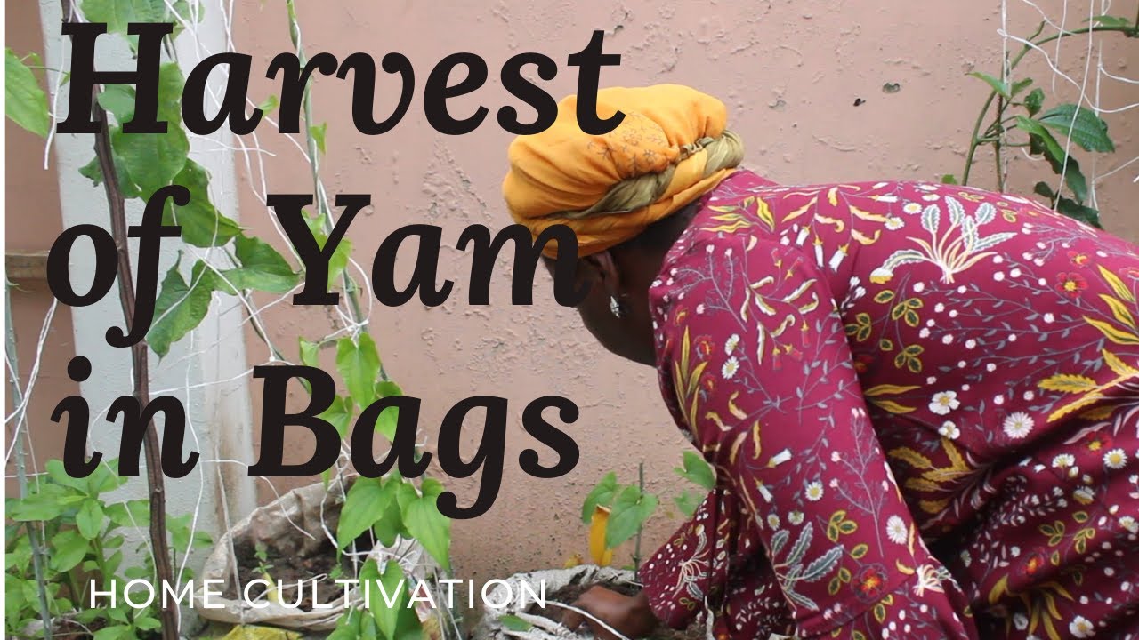 I Harvested My Yam Plants in Bag