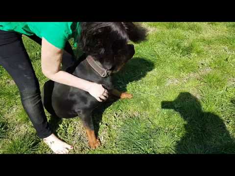 Playing with my rottweiler dog - Mit meinem Rottweiler Hund spielen