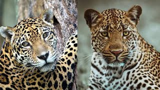 INILAH PERBEDAAN ANTARA JAGUAR DAN MACAN TUTUL ‼️ #shorts