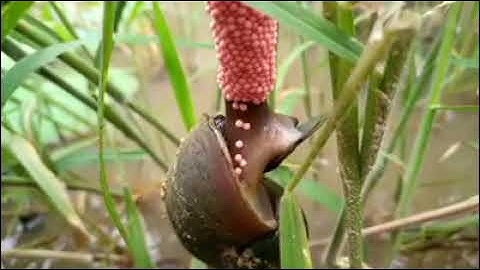 Cận cảnh quá trình đẻ trứng của ốc bưu vàng