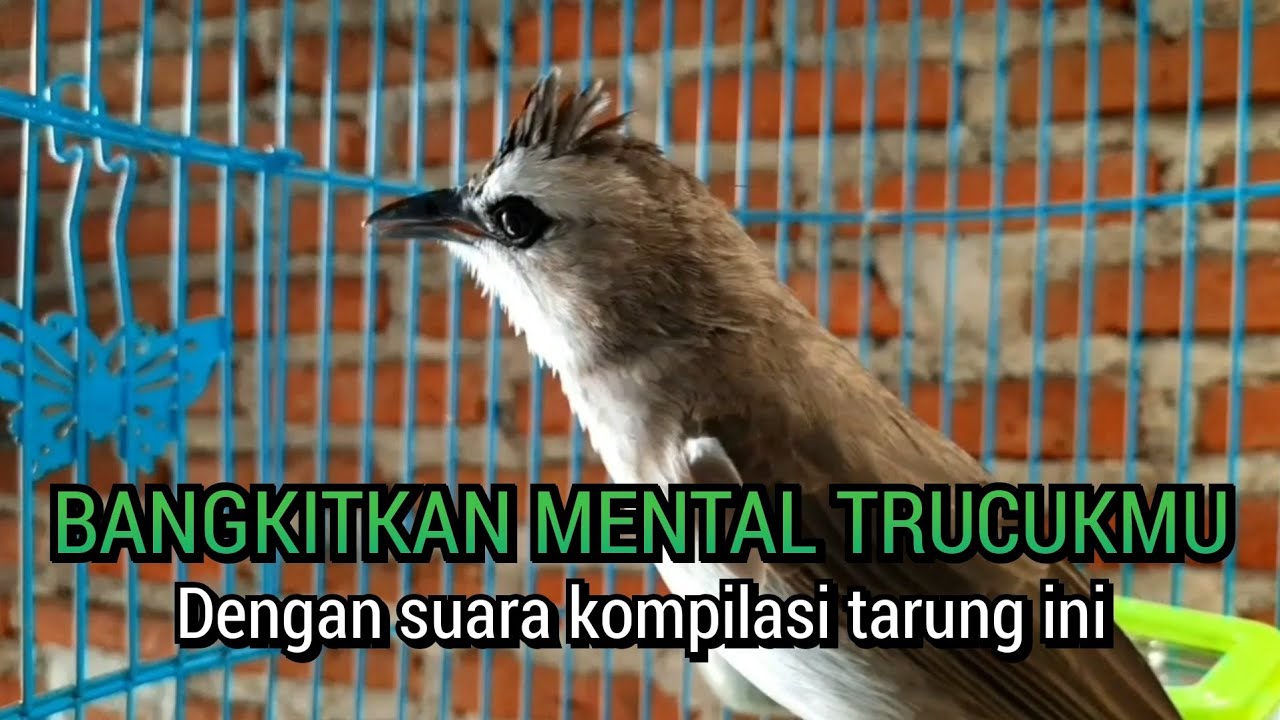 PEMBANGKIT MENTAL trucukan gacor tarung kompilasi ini mampu MENJADIKAN trucuk gacor nyaut seketika