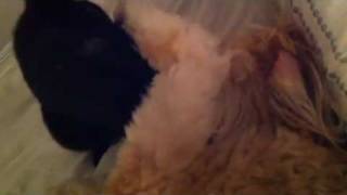 Pepo & Pacha are Best Friends screenshot 3