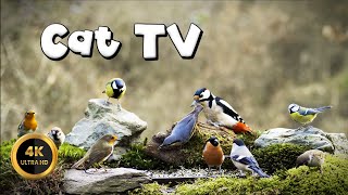 Cat TV for Cats to Watch 🐈 - BIRDIES AT THE FOREST 🐦‍⬛ (4K) by Birdies Buddies 5,036 views 1 month ago 8 hours, 35 minutes