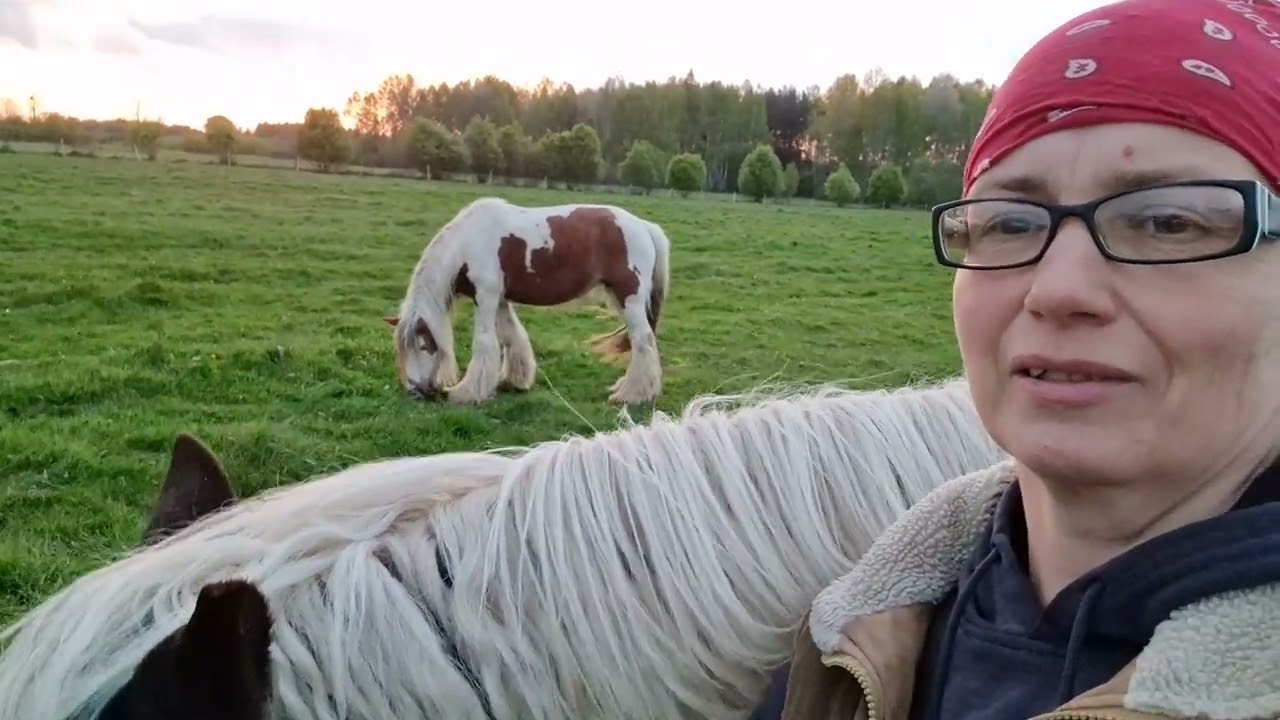 Gypsy Cob to nie tinker - wyjaśniam różnice.  Aldona Żony Podlasia