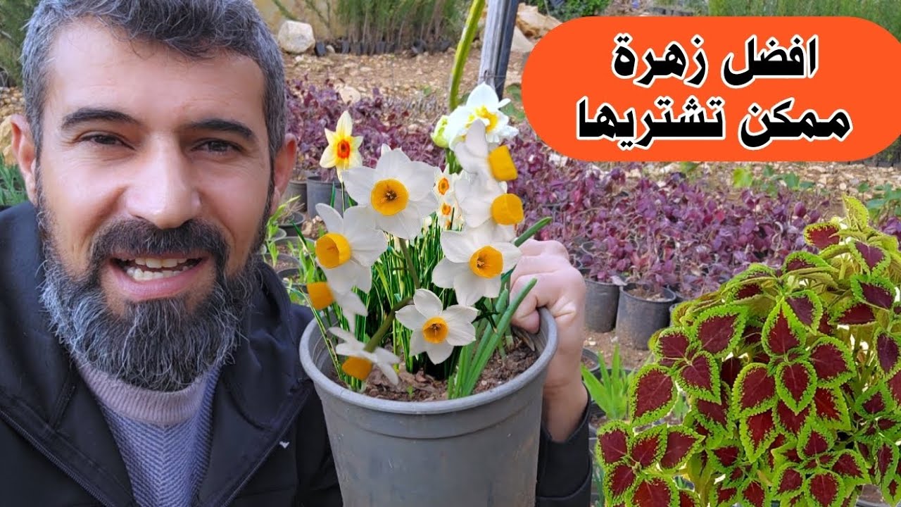 بلش موسم زراعة النرجس رائحة ولا أجمل من هيك