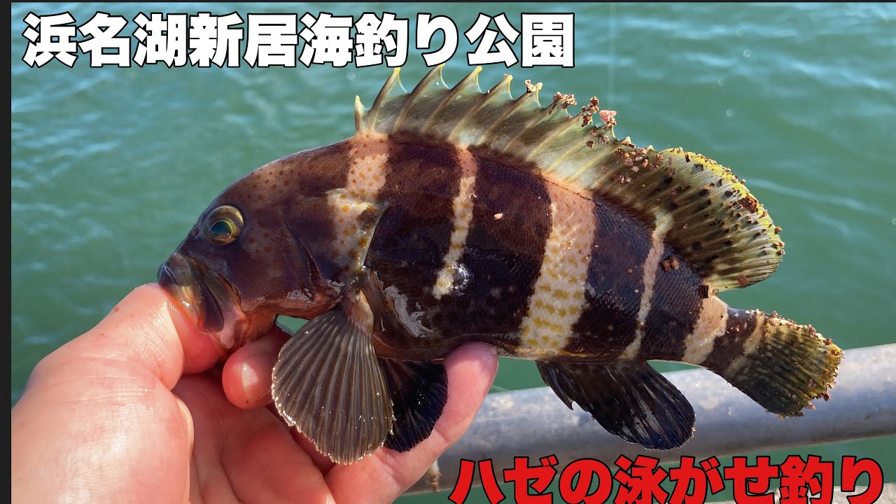 浜名湖新居海釣り公園ヒラメ釣行 魚釣り系you Tuberまとめサイト Fishing 浜名湖新居海釣り公園ヒラメ釣行 魚釣り系you Tuberまとめサイト Fishing
