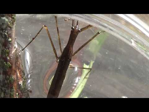 Aquatic stick insect (Ranatra linearis). It's like a mantis...that hunts in the water! GONZALO.