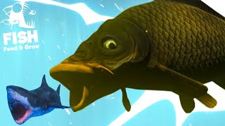 БЕЗУМНЫЙ БОЛОТНЫЙ КАРП - Эволюция рыбы! Рыбий челлендж Feed and grow fish