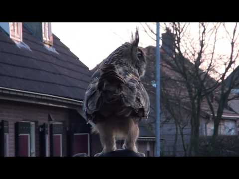 Eagle Owl Oehoe landed on head Marianne Noordeinde Funny moment