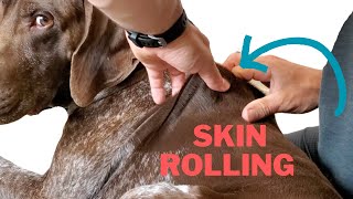 Skin Rolling Massage for Dogs