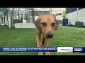 Free pet adoptions this weekend at Collier DAS