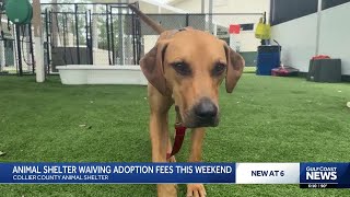 Free pet adoptions this weekend at Collier DAS