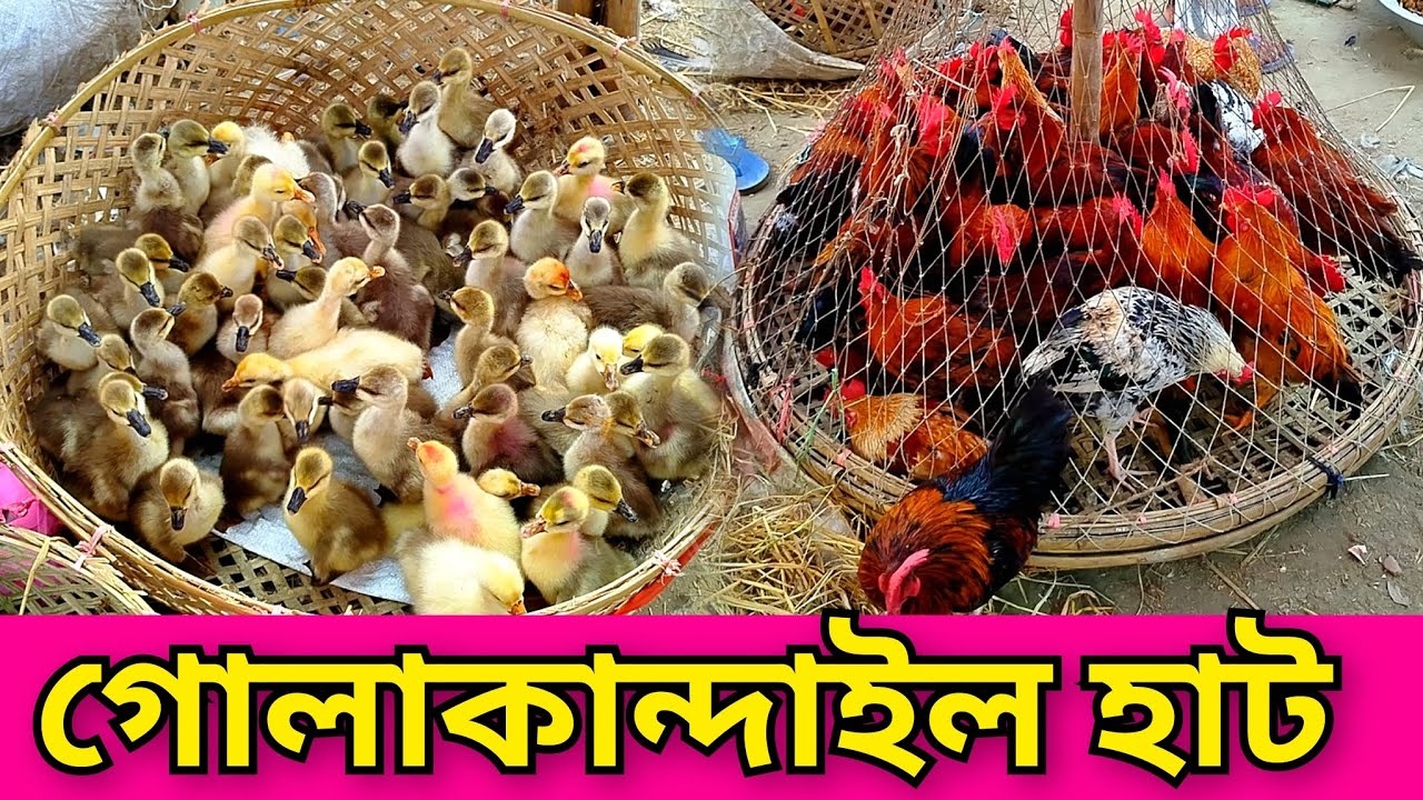 গোলাকান্দাইল হাট। দেশি হাঁস মুরগির হাট। হাঁস মুরগির বাচ্চা। golakandail hash murgir hat.murgir dam