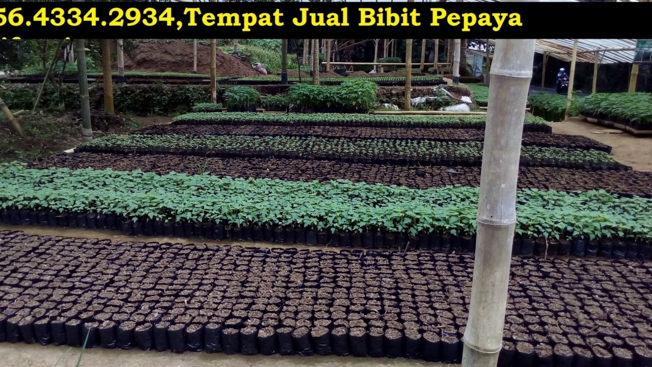 0856 4334 2934 budidaya pepaya california budidaya 0856 4334 2934 budidaya pepaya california budidaya