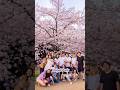 Top 10 Sakura Spots pt.2 🌸 #japan #japanese #travel #travelvlog #traveling #sakura #flowers #flower