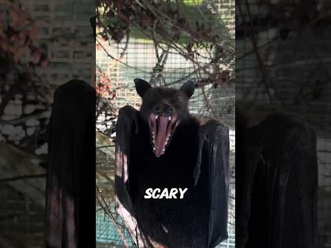 Flying Fox the Giant Fruit Bat facts animallife wildlife flyingfox bats