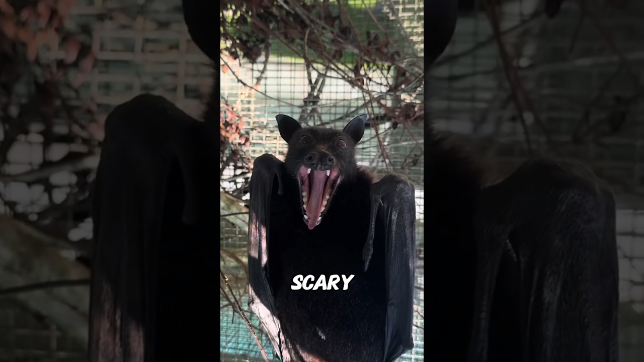 Flying Fox, the Giant Fruit Bat 