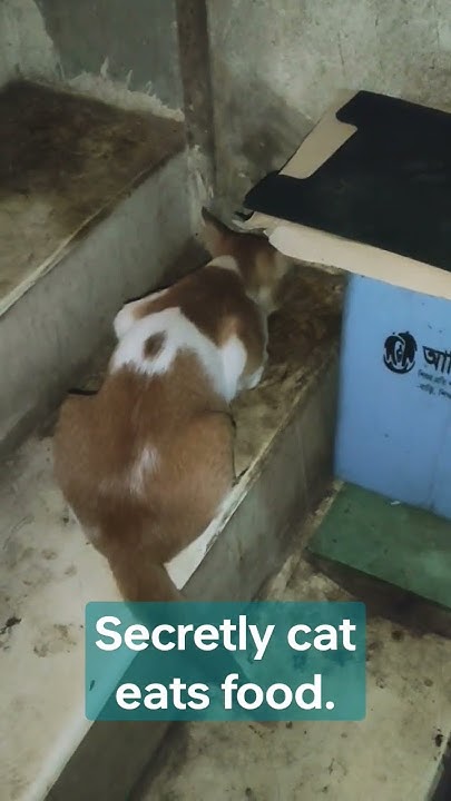 is-it-safe-to-eat-food-cat-has-licked-youtube