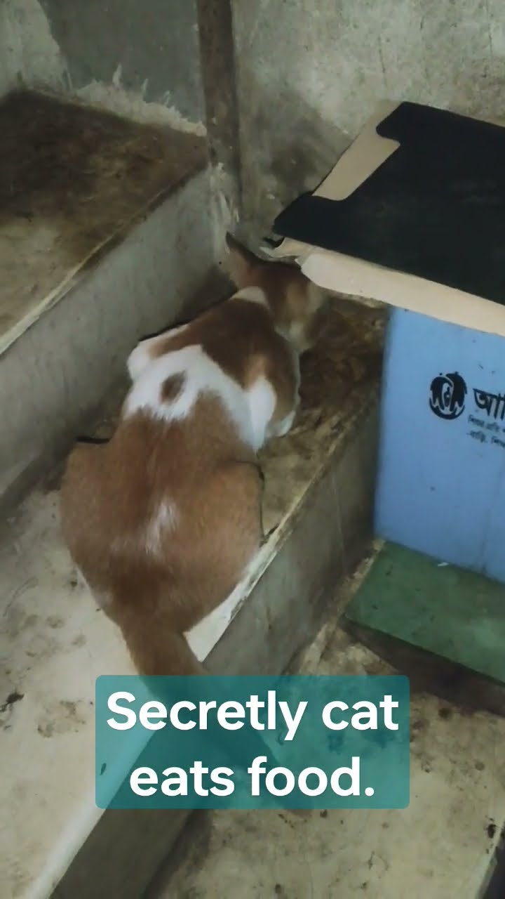 Is It Safe To Eat Food Cat Has Licked YouTube Is It Safe To Eat Food Cat Has Licked YouTube