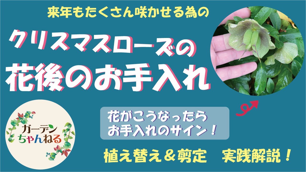 ブルースターの育て方 剪定の実演あり！花がら摘みや育て方の