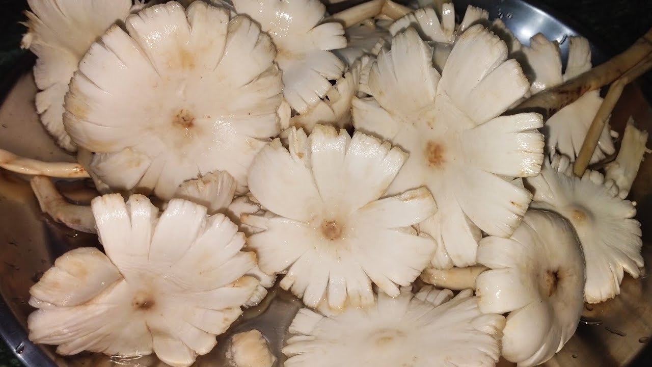 विलेज स्टाइल छाता खुखरी(Natural Mushroom) फ्राई बनाने का आसान तरीका। Natural Mushroom Fry Recipe