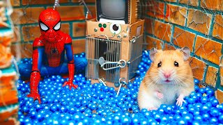 Best Hamster Escape: Beating the Challenging Spider Maze 🐹 Hamster Maze