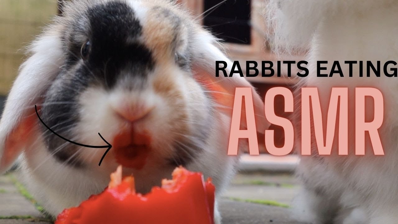 Snack Eat Rabbit Rabbits eating snacks ASMR (Entspannungsvideo schmatzende Kaninchen ...