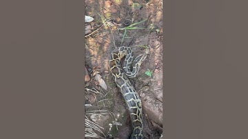giant python Dangerous Predatory Snakes #wildlife #animals #snake #cute #funny