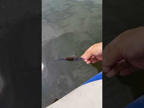 Поймал? Отпусти! Пусть плывёт... @fishfilos