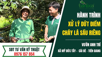 [Trị cháy lá] Vườn sầu riêng anh Trí- Phần 2-xã Mỹ Đức Tây-Cái Bè-Tiền Giang-28032024