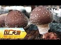 《农广天地》 20180325 回乡打工仔 巧发香菇财 | CCTV农业