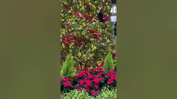 redbirds twinkle lights