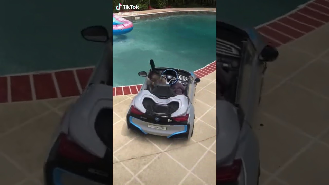 jerry (duck) driving car into pool Tik Tok @brendanxa - YouTube