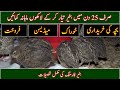Quail farming in Pakistan|How to start batair farm|Quail meat available|پاکستان میں بٹیر کی فارمنگ