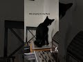 Forever singing to my #cat #cats #catlover #catvideos