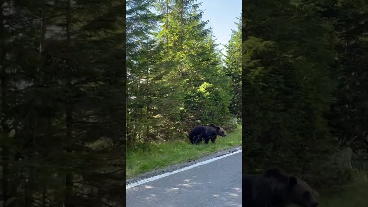 A free wild bear close to the street - Transfagarasan, Romania