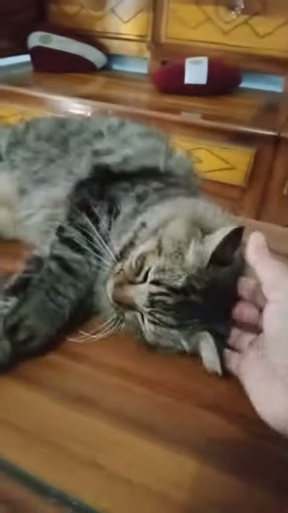 Zena betina tangguh