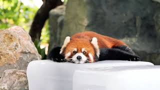 Red Panda with ice cube,that's cool