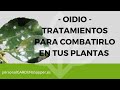 OIDIO, TRATAMIENTOS PARA COMBATIRLO EN TUS PLANTAS