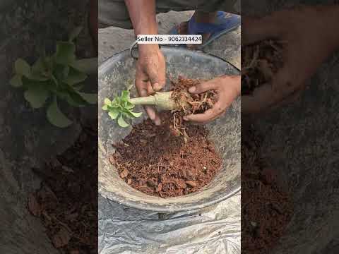 Taiwan mini adenium