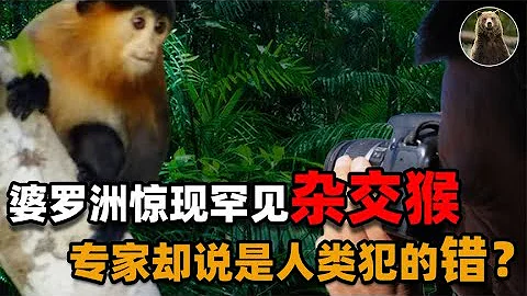 婆罗洲发现罕见“杂交猴子”，有科学家研究后，称人类是罪魁祸首 - 天天要闻